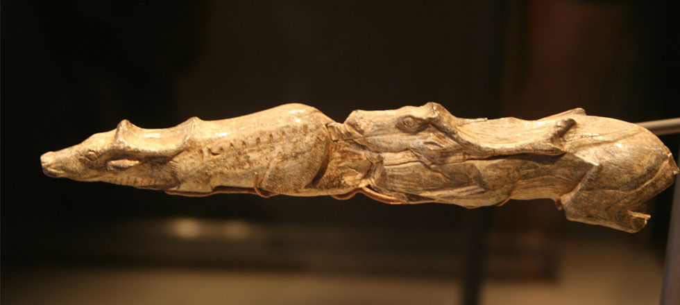 Ice age carving of two reindeer swimming.  It is carved from the tip of a mammoth tusk and shows a female reindeer swimming ahead of a male reindeer. (Click in image to view larger.)